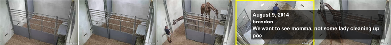 Illustration for article titled Watch a Giraffe Give Birth! Live!